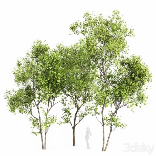 '3dsky Pro - Real Tree Acer Saccharinum Summer'