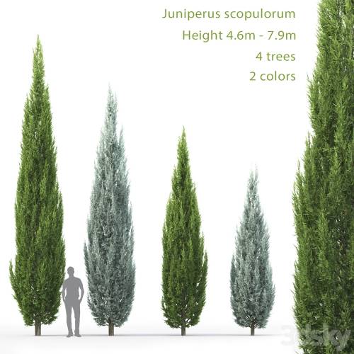 '3dsky Pro - Juniperus'