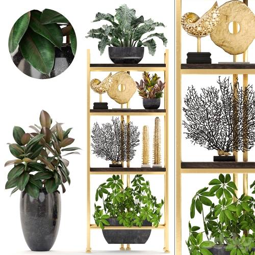 '3dsky Pro - Decorative set. 4. Shelf with flowers, gold, coral, Ficus, pot, Rack, decor, Schefflera, luxury, ficus abidjan' '3dsky Pro - Decorative set. 4. Shelf with flowers, gold, coral, Ficus, pot, Rack, decor, Schefflera, luxury, ficus abidjan'
