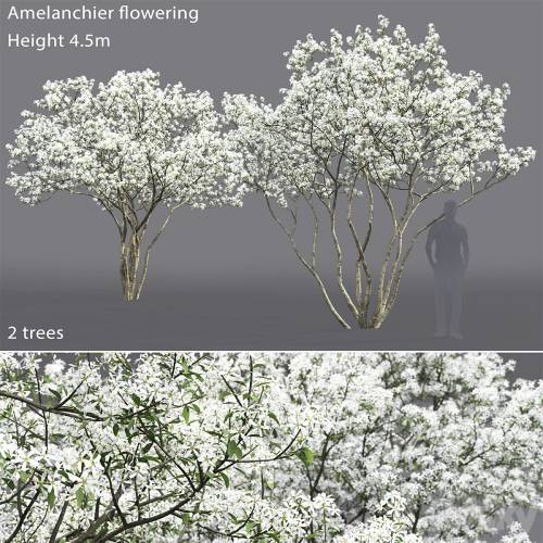 '3dsky Pro - Amelanchier'