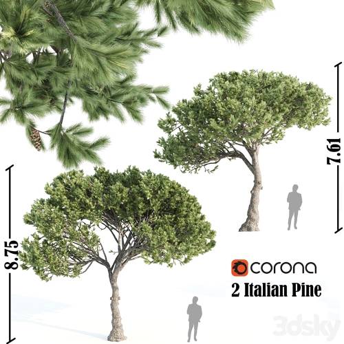'3dsky Pro - 2 Italian pine corona'