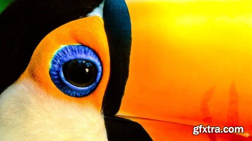 CreativeLive - The Art of Photographing Birds