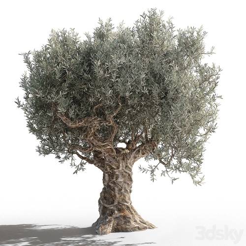 '3dsky Pro - Olive tree 2'