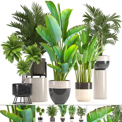 '3dsky Pro - Collection of plants. strelitzia, hovea, palm tree, bush, banana, indoor plants, strelitzia, interior, indoor, decorative' '3dsky Pro - Collection of plants. strelitzia, hovea, palm tree, bush, banana, indoor plants, strelitzia, interior, indoor, decorative'