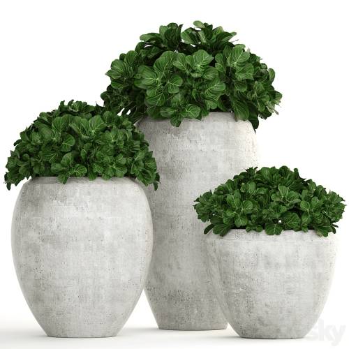 '3dsky Pro - Collection of plants 146. Bush, bushes, garden plants, concrete pot, flowerpot, outdoor, decorative'