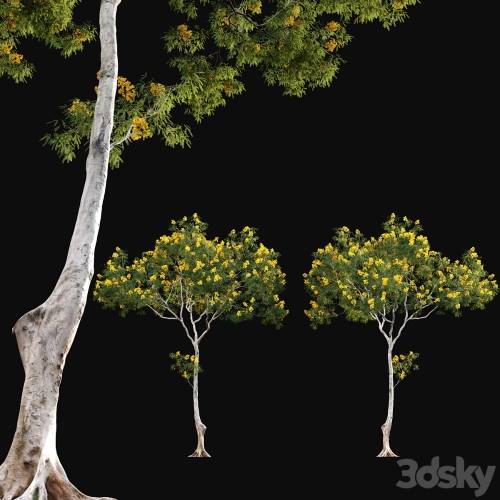 '3dsky Pro - Cassia splendida - Golden Wonder Senna'