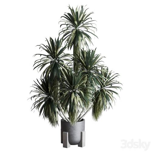 '3dsky Pro - palm plant in concrete dirt vase - Indoor plant 275'