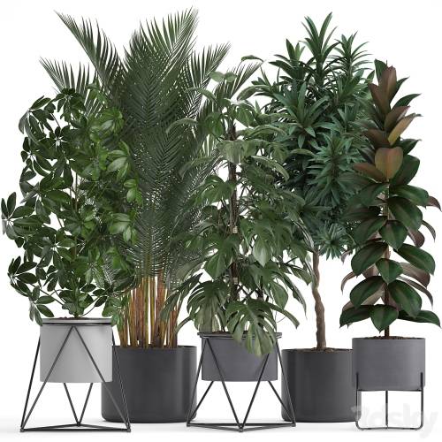 '3dsky Pro - Plant collection 284. Palm, Ficus, monstera, indoor plants, shefflera, pot, stylish flowerpot, ficus abidjan, Scandinavian style'