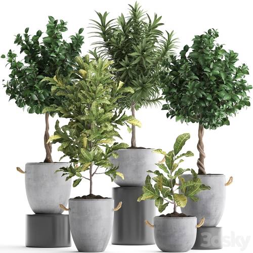 '3dsky Pro - Collection of small trees in concrete pots with handles with Lemon tree, croton, oleander, citrus. Set 437.'