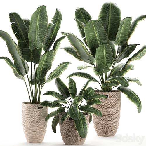 '3dsky Pro - Collection of beautiful lush plants in baskets with strelitzia, banana palm, ravenala. Set 591.'