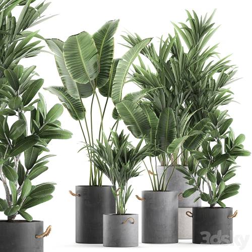 '3dsky Pro - Plant Collection 595. Concrete flowerpot, banana, howea, palm, plumeria, strelitzia, industrial style, Howea forsteriana'