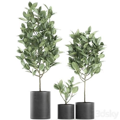 '3dsky Pro - A collection of small ornamental trees in concrete black pots with ficus elastic handles. Set 609.' '3dsky Pro - A collection of small ornamental trees in concrete black pots with ficus elastic handles. Set 609.'