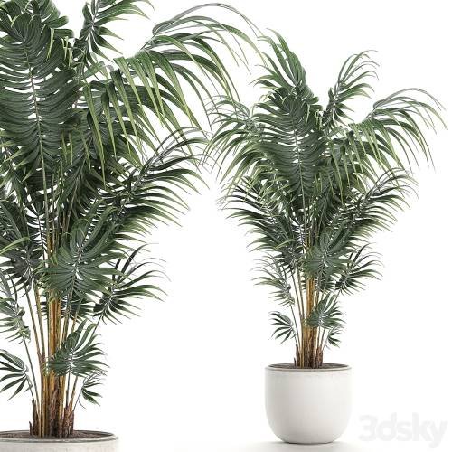 '3dsky Pro - Beautiful decorative lush indoor palm tree in a white modern pot with Hovea, kentia, neanta. Set 518.'