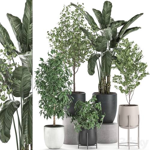 '3dsky Pro - Collection of potted plants with Benjamin ficus trees, Banana palm, Scheffler, Eucalyptus. Set 556.'