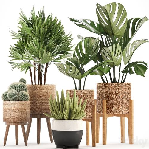 '3dsky Pro - Plant collection 321. Monstera, basket, cactus, rapis, palm tree, indoor plants, Barrel cactus, eco design, natural materials, exotic, bush, scandinavian style, Raphis Palm'