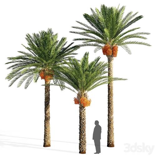 '3dsky Pro - Date palm'