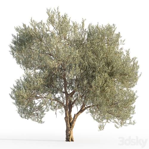 '3dsky Pro - Olive tree 5'