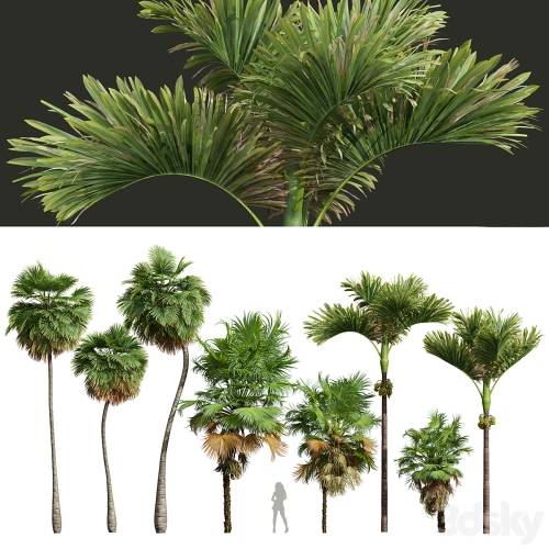 '3dsky Pro - Acoelorrhaphe Wrightii and Borassus Flabellifer and Areca Catechu Decorative Garden Fruit' '3dsky Pro - Acoelorrhaphe Wrightii and Borassus Flabellifer and Areca Catechu Decorative Garden Fruit'