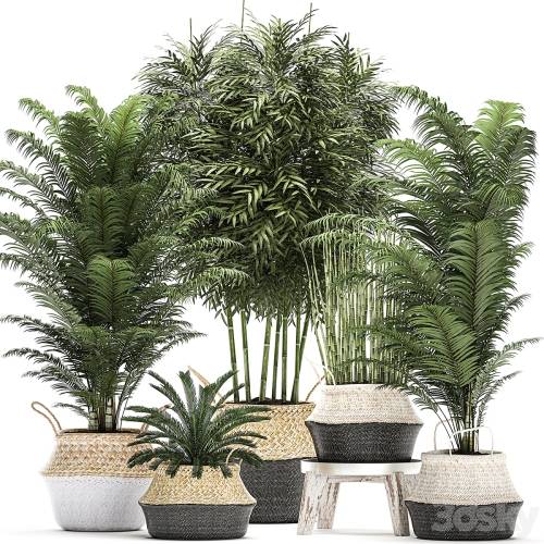'3dsky Pro - A collection of beautiful lush plants in white baskets with handles with thickets, palm, bamboo, cicada, horsetail. Set 489.'