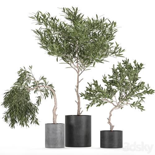 '3dsky Pro - A collection of decorative small weeping Olive trees in black concrete pots. Set 734.' '3dsky Pro - A collection of decorative small weeping Olive trees in black concrete pots. Set 734.'