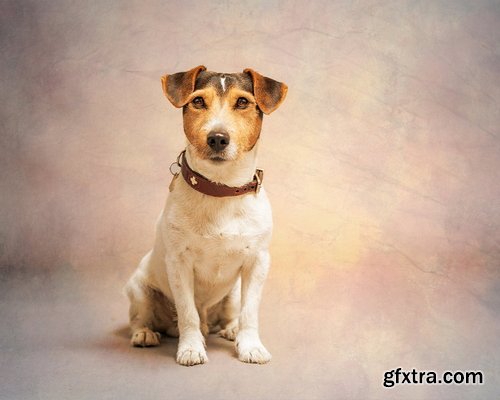 Megbittonproductions - Five Minute Edit: Studio Pup