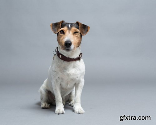 Megbittonproductions - Five Minute Edit: Studio Pup