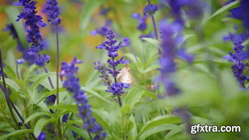 ArtList - Flower Species - FHD Collections