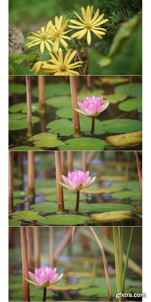 ArtList - Flower Species - FHD Collections