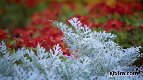 ArtList - Flower Species - FHD Collections