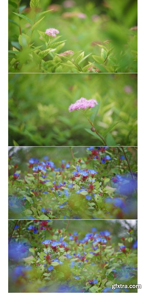 ArtList - Flower Species - FHD Collections