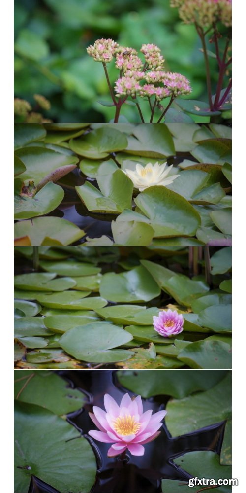 ArtList - Flower Species - FHD Collections