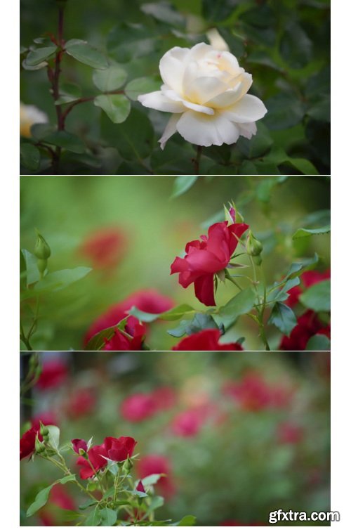 ArtList - Flower Species - FHD Collections