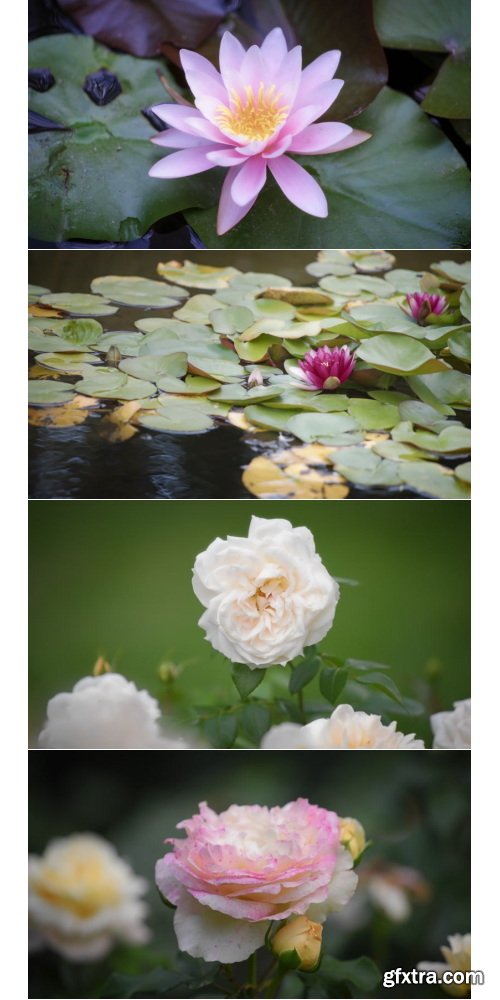 ArtList - Flower Species - FHD Collections