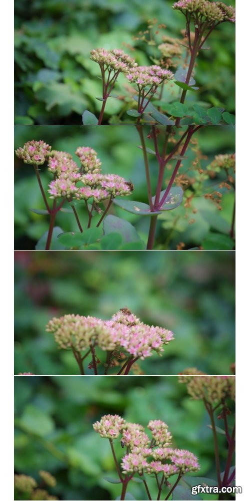 ArtList - Flower Species - FHD Collections