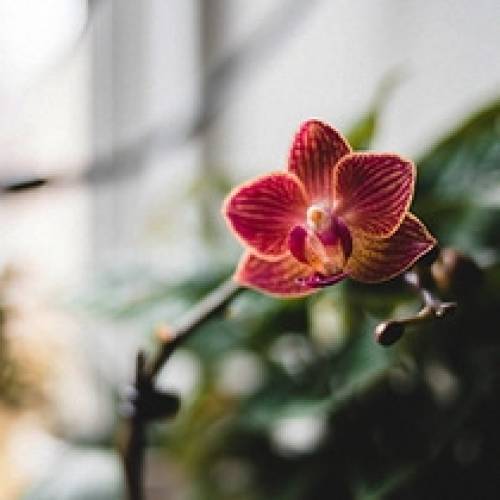 'Audiio - Lots of Love (Instrumental) - Patric Johnston'