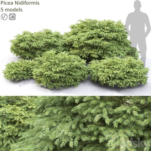 '3dsky Pro - Picea'