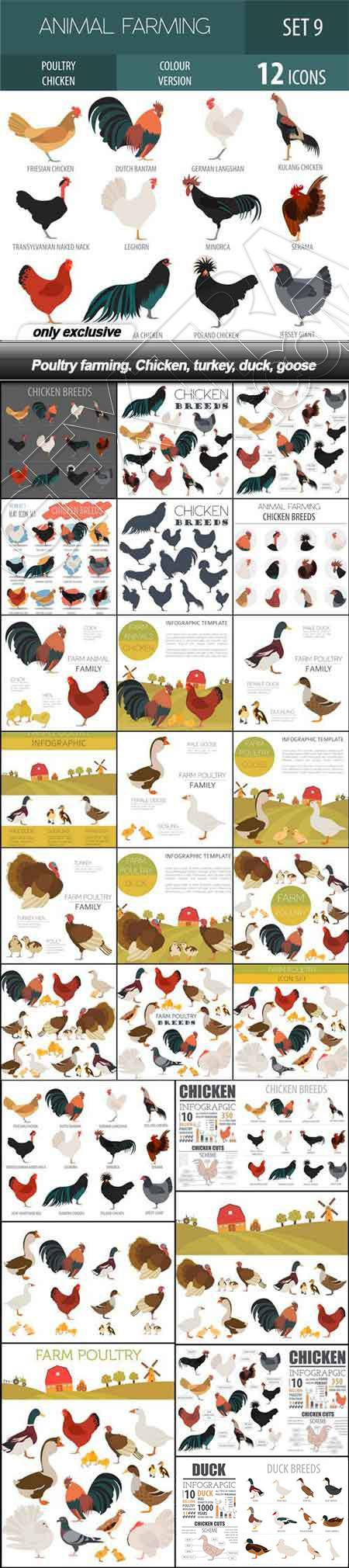 Poultry Farming, Chicken, Turkey, Duck &amp; Goose 26xEPS
