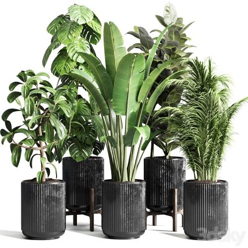 '3dsky Pro - Collection indoor plant 110 pot plant ravenala ficus rubbery monstera palm concrete dirt vase'