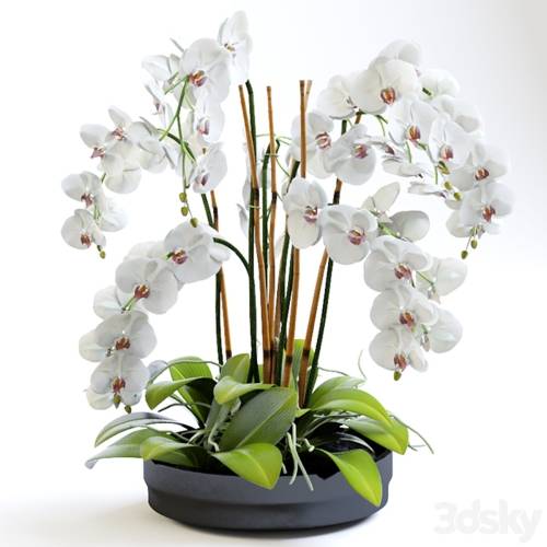 '3dsky Pro - Orchid 2' '3dsky Pro - Orchid 2'