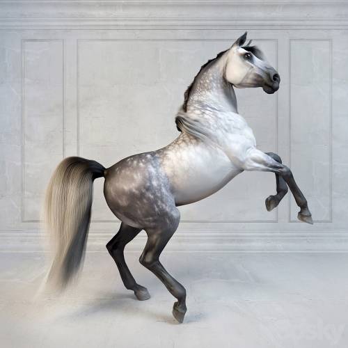 '3dsky Pro - Andalusian Stallion. The Spanish horse.'