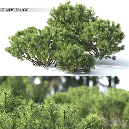 '3dsky Pro - Pine'