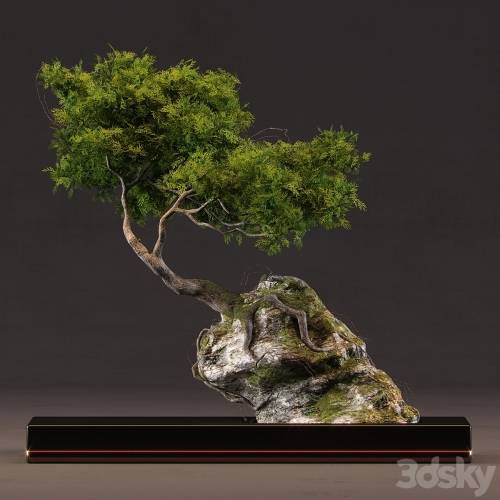 '3dsky Pro - Bonsai'