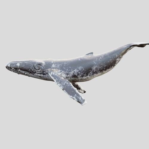 '3dsky Pro - Gray_whale'