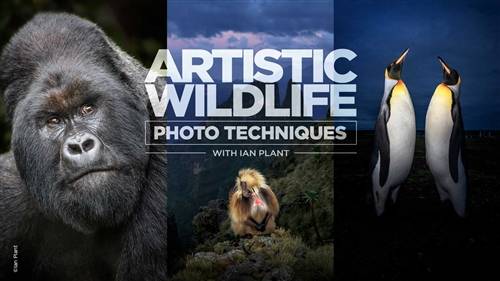 'KelbyOne - Artistic Wildlife Photo Techniques' 'KelbyOne - Artistic Wildlife Photo Techniques'