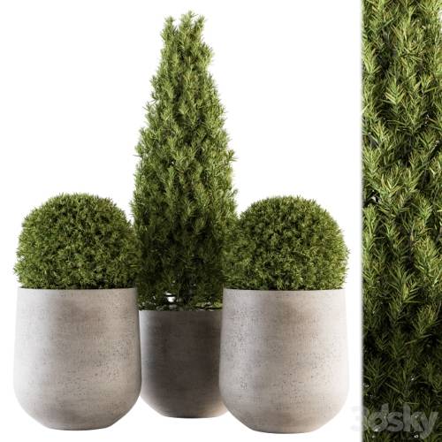 '3dsky Pro - Outdoor Plants tree in Concrete Pot - Set 143'