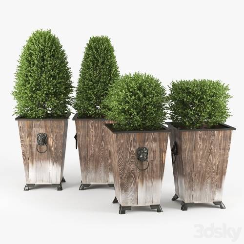 '3dsky Pro - BOXWOOD TOPIARY' '3dsky Pro - BOXWOOD TOPIARY'