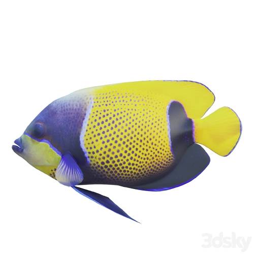 '3dsky Pro - Blue girdled Angelfish set 04' '3dsky Pro - Blue girdled Angelfish set 04'
