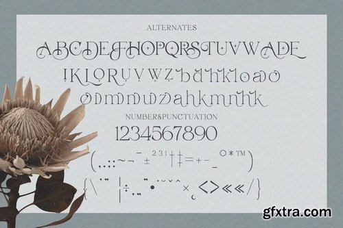 CreativeMarket - Belarose - Modern Elegant Serif