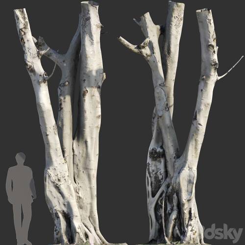 '3dsky Pro - Ficus religiosa Tree Trunk' '3dsky Pro - Ficus religiosa Tree Trunk'
