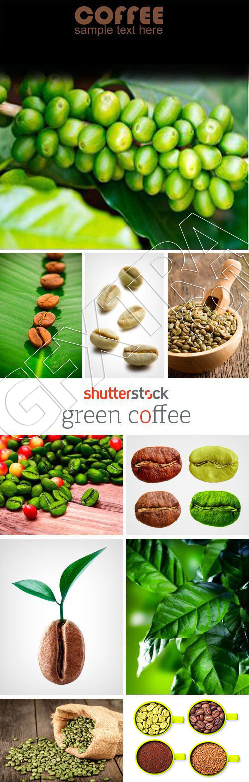 Green Coffee 25xJPG Green Coffee 25xJPG